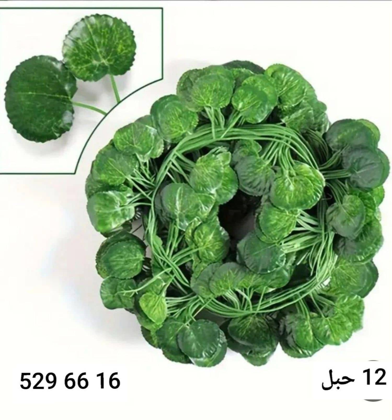 عرق اخضر زينة *12*