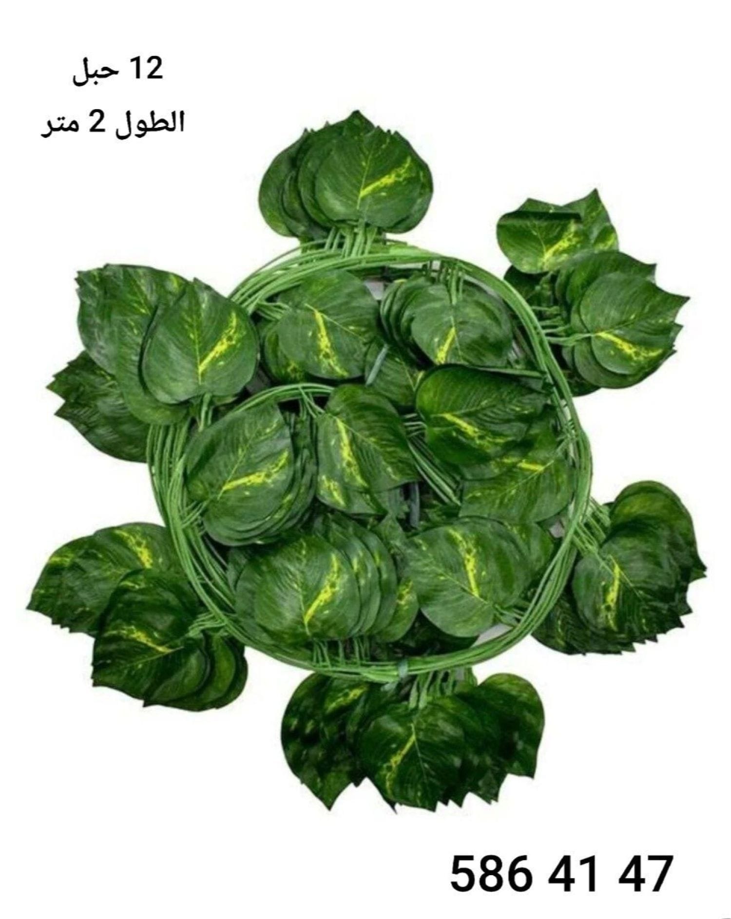 عرق اخضر زينة *12*